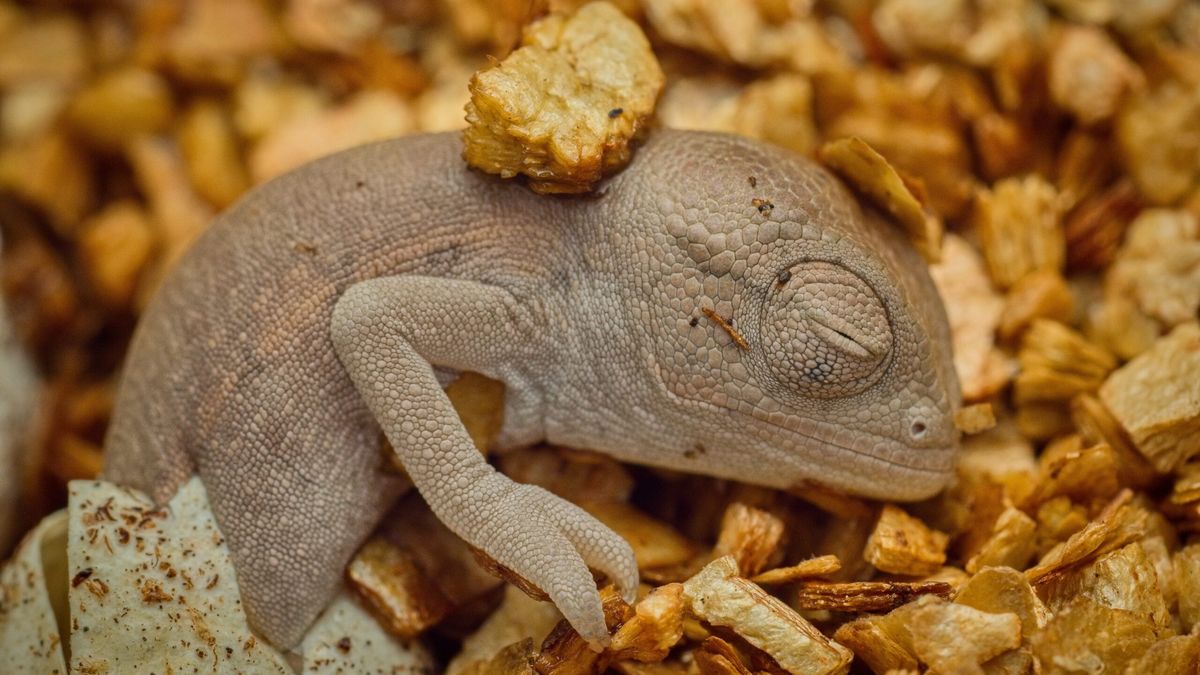 Zoopark na Kladensku hlásí výjimečný úspěch, vylíhnul se chameleon zelený